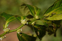 Elatostema lineolatum